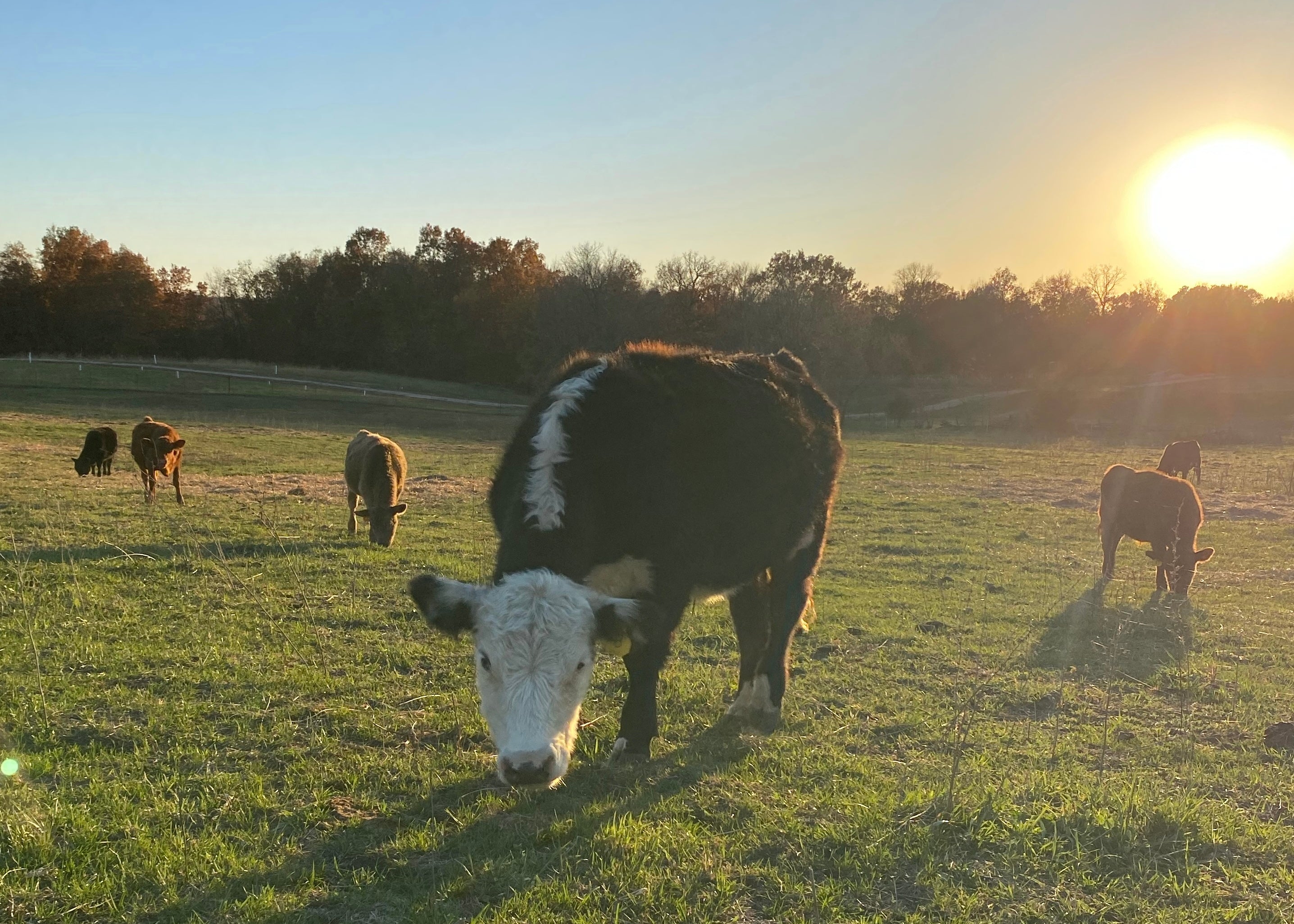 The Bruce Farm Cattle