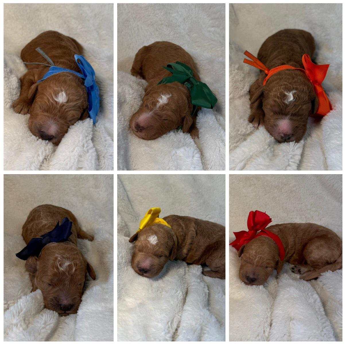 MALE F1b Goldendoodle Deposit (remaining balance due at pickup)