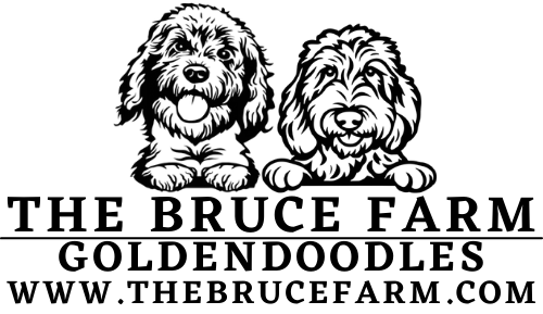 Crate Training a Goldendoodle Puppy (we start before 8 weeks)
