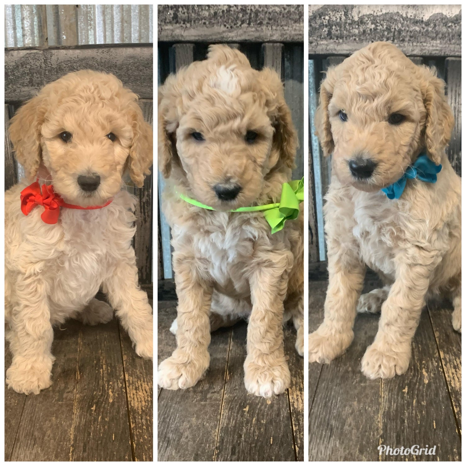 Kansas City Goldendoodle Puppies