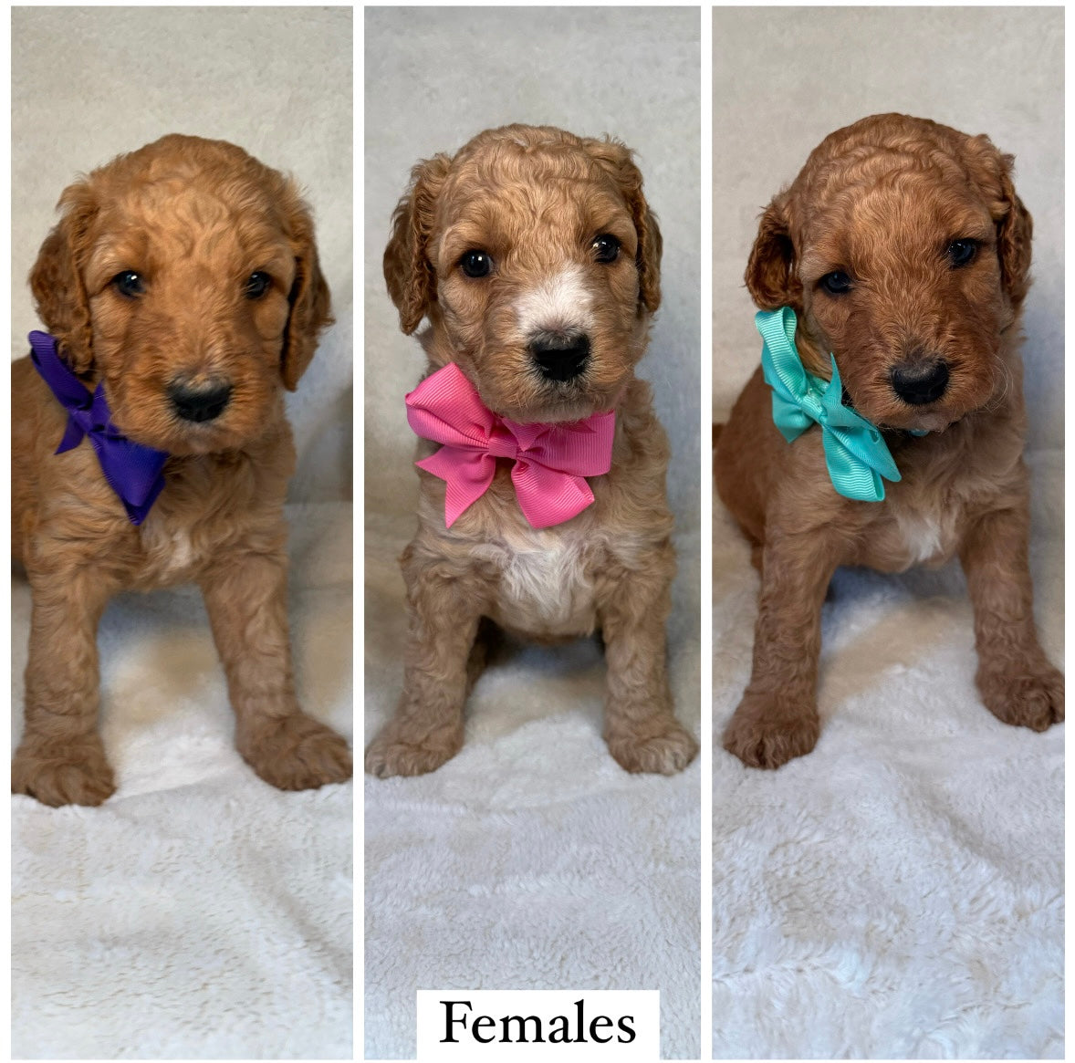 FEMALE F1b Goldendoodle Deposit (remaining balance due at pickup)