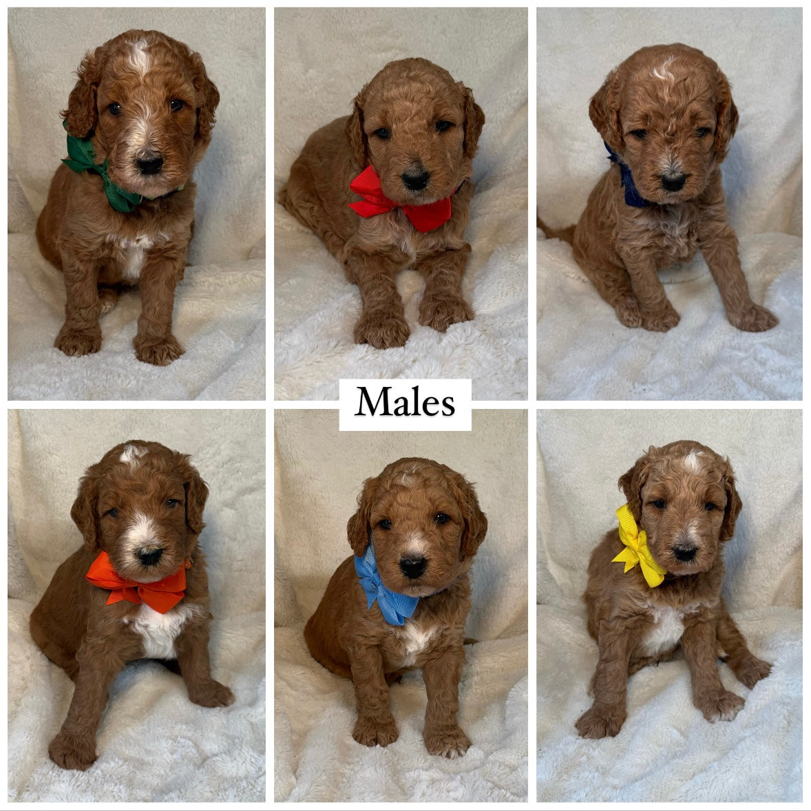 MALE F1b Goldendoodle Deposit (remaining balance due at pickup)
