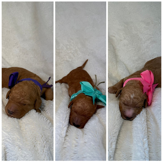 FEMALE F1b Goldendoodle Deposit (remaining balance due at pickup)