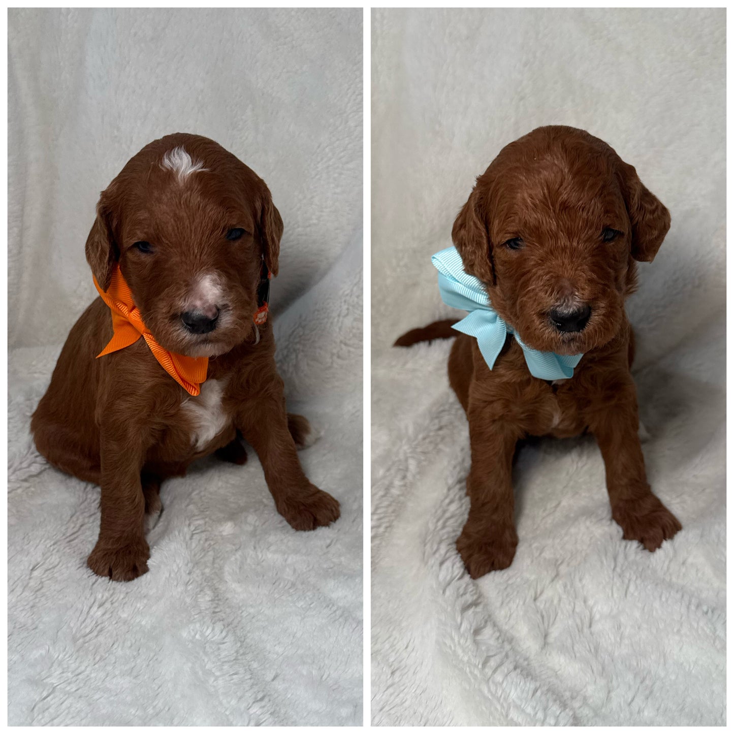 Dark FEMALE F1b Goldendoodle Deposit (remaining balance due at pickup)