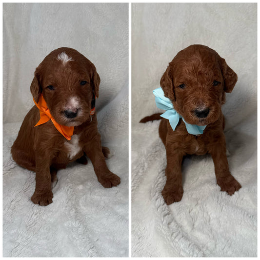 Dark FEMALE F1b Goldendoodle Deposit (remaining balance due at pickup)
