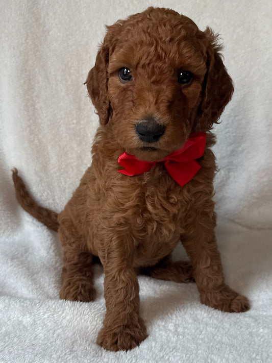 MALE F1b Goldendoodle Deposit
